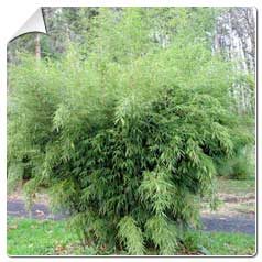 Bambou Bambu Bamboo 1